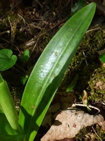 Orchis mascula 'rosea'